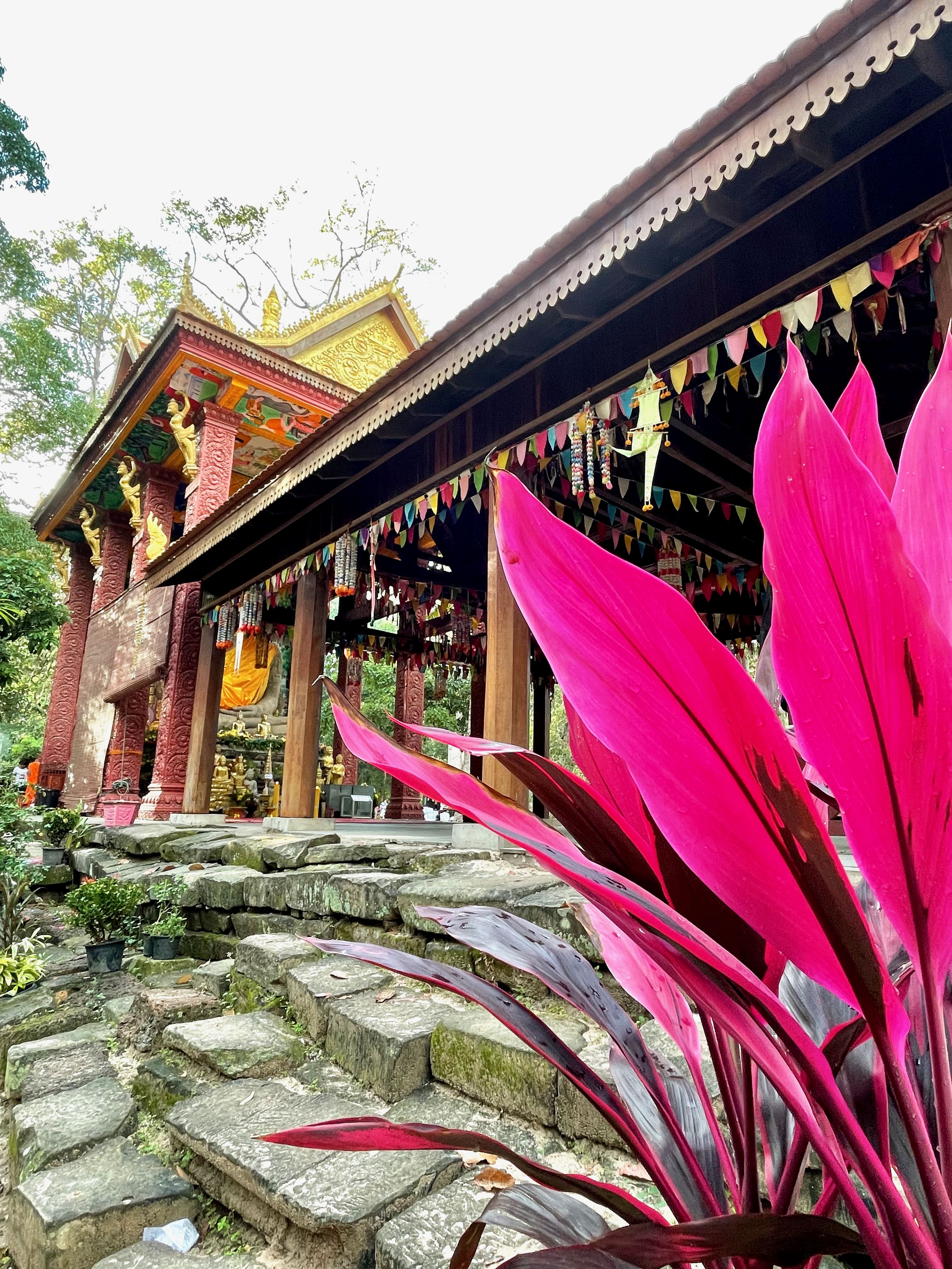 A pink plant in the foreground and a Cambodian temple in the background