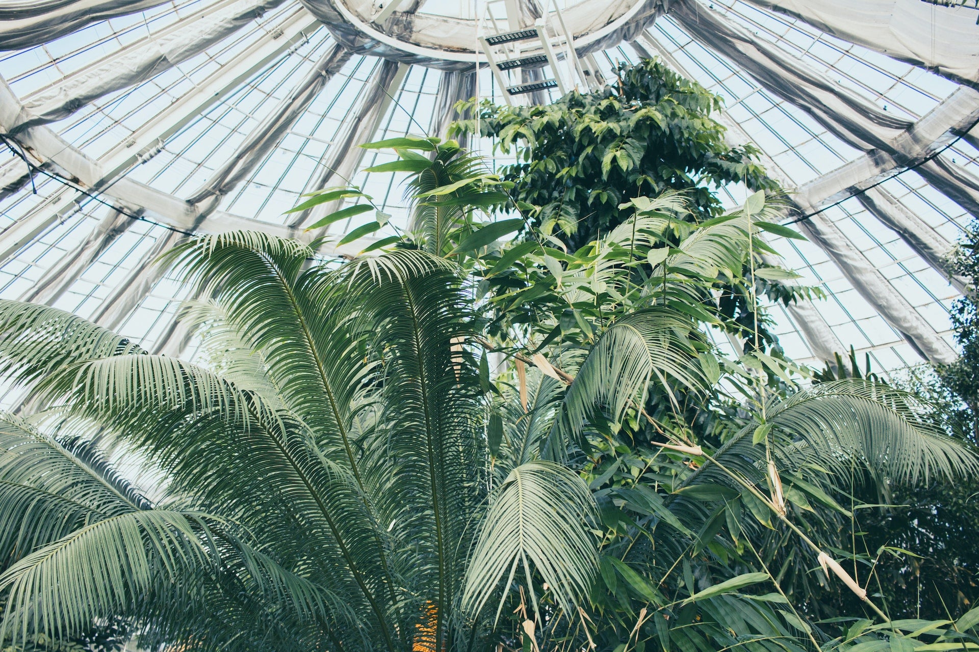 View from inside the Palm House at Copenhagen's Botanical Garden