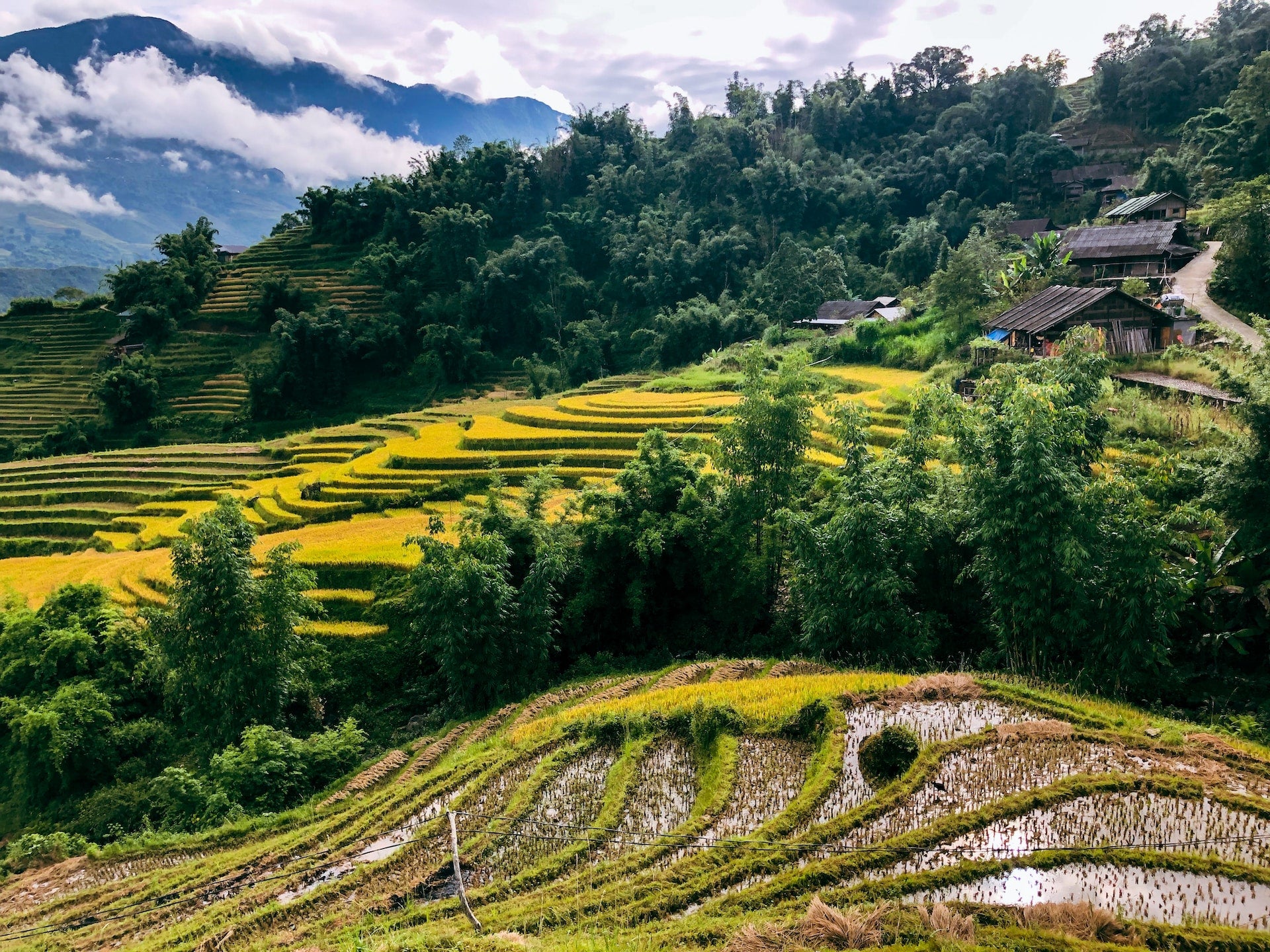 A scenic photo of rice fields in Vietnam